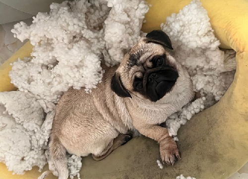 Strong Pet Odor Pet