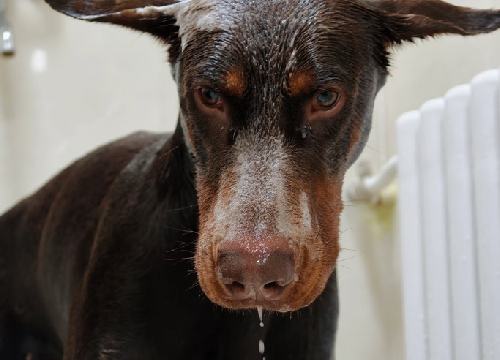 Tears & irritation Pet