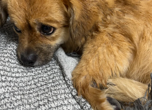 Dry & Tangled Fur Pet