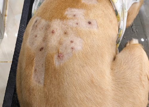Residue skin damage Pet